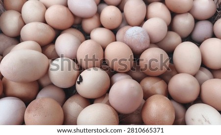 A large collection of various eggs in different shades and sizes, filling the frame with a natural, organic arrangement.