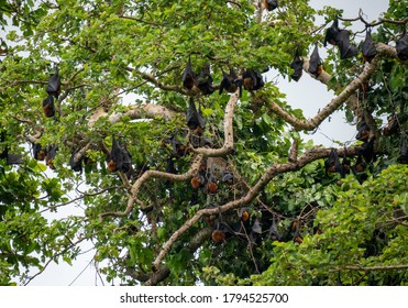 The Large Colony Of Flying Foxes, Fruit Bats, Or Mega-Bats Feed On Nectar, Pollen And Fruit. Endemic Kind Of Bats In Pemba Island, Zanzibar Archipelago, Tanzania