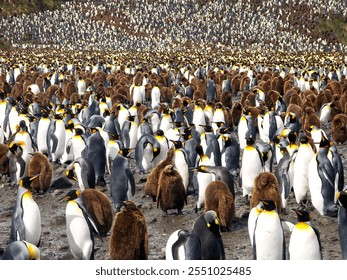 A large colony of king penguins gathered on a rocky shore, showcasing a mix of adult penguins with distinctive yellow markings and fluffy brown chicks. - Powered by Shutterstock