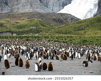 A large colony of king penguins on a rocky shore, surrounded by green hills and snow-capped mountains in the background. - Powered by Shutterstock