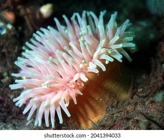large and colourful horseman anemone on seabed