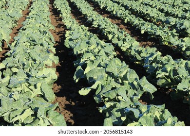 A Large Commercially Grown Crop Of The Green Vegetable Broccoli Grows In Long Rows Seperated By Deep Furrows On A Farm In Gippsland Australia.