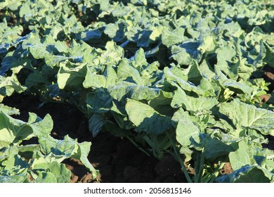 A Large Commercially Grown Crop Of The Green Vegetable Broccoli Grows In Long Rows Seperated By Deep Furrows On A Farm In Gippsland Australia.