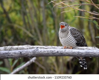 A Large Common Cuckoo Chick Calling