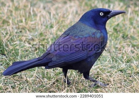 A large common grackle standing in the grass.