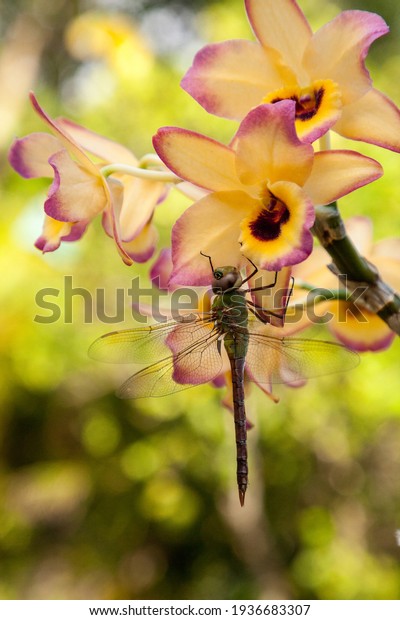 Large Common green\
darner dragonfly Anax junius on a yellow and red orchid plant in\
Naples, Florida.
