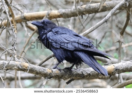 A large common raven in a tree.