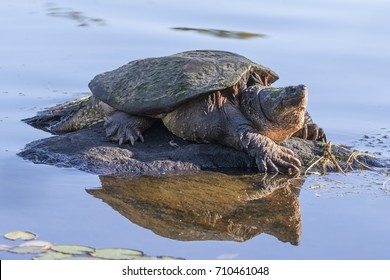 Large Common Snapping Turtle (Chelydra serpentina) basking on a rock - Haliburton, Ontario, Canada