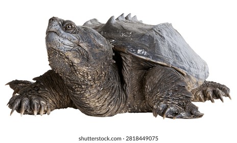 Large common snapping turtle with textured dark shell and sharp claws