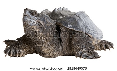 Large common snapping turtle with textured dark shell and sharp claws