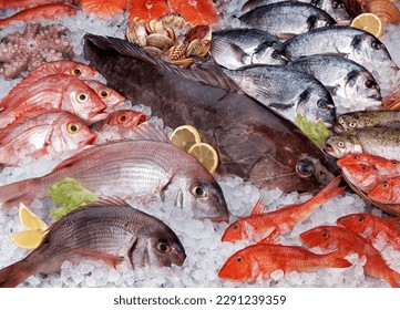 A Large Composition of Seafood on Crushed Ice. - Powered by Shutterstock