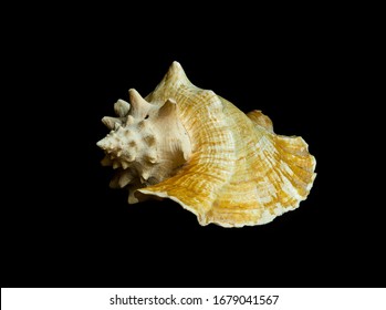 Large Conch Shell, Originated From Bahamas. 