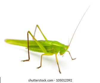 144 Conehead cricket Images, Stock Photos & Vectors | Shutterstock