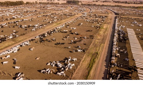 Large Confined Livestock Breeding Area. Captures Cattle Breeding Area For Slaughter.