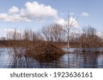 A large conical shaped Eurasian beaver lodge during spring flood in Soomaa National Park, Estonia.