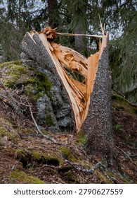A large conifer tree has split and fallen across a moss-covered granite boulder on a sloping forest floor, surrounded by leaf litter, undergrowth and standing