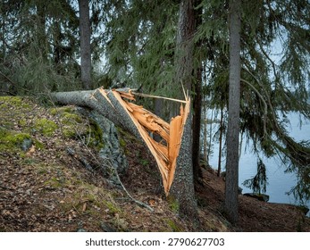 A large conifer tree has split and fallen across a moss-covered granite boulder on a sloping forest floor, surrounded by leaf litter, undergrowth and standing