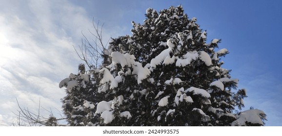 A large coniferous tree covered with soft snow against a background of blue sky with clouds