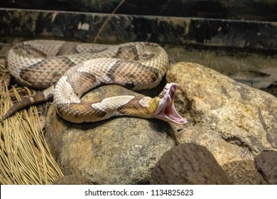 Large Copperhead Snake