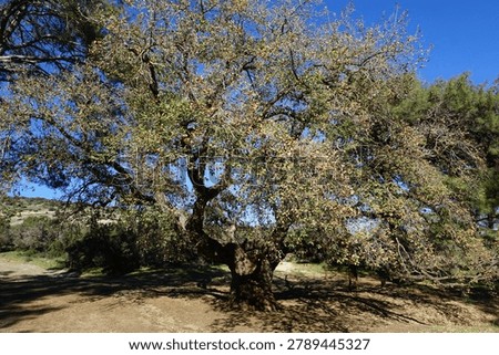 A large cork oak tree (Quercus suber) stands in a Mediterranean mountain landscape on Aphrodite trail on the Akamas Peninsula of Cyprus.