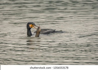 A large cormorant fishing in the ponds of Keoladeo national park during winter morning, the fish is big catfish and a mouth-full
