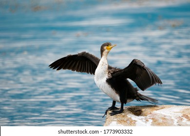 A large cormorant spread its wings on the rock. A cormorant on the river spreads its wings. Bird on the Volga in the city of Saratov. Cobblestone. Against the background of a reservoir. Russia.