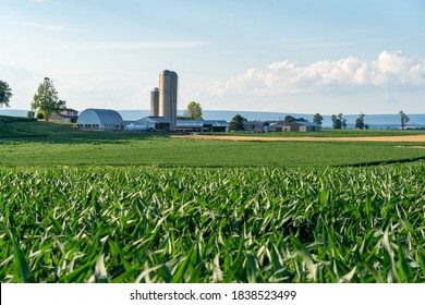 A Large Corn Field With A Farm In The Background In The Light Of The Evening Sun.