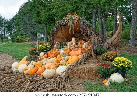 A large cornucopia fulled with pumpkins and gourds of all varieties and sizes with corn stalks as the base and hay bales surrounded by colorful mums blooming an autumn display outdoors at a garden