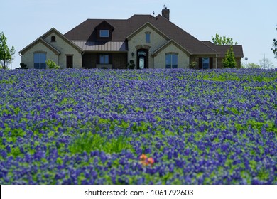 Large country house with Bluebonnet flowers during spring time around the Texas Hill Country, USA