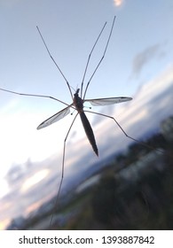 Large Crane Flies On Glass Window