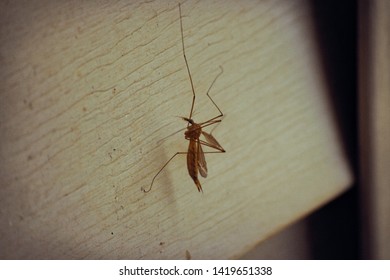 Large Crane Fly On The Wall