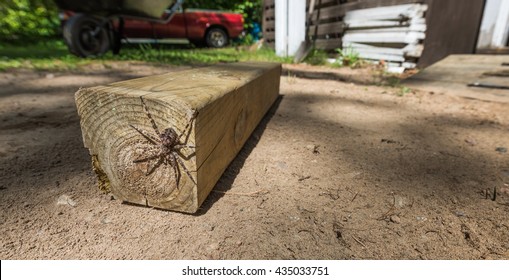 Large Creepy Looking Spider, Lies In Wait.  The Dock Spider Of The Pisauridae Family, (Dolomedes Sp),hiding Out Of Sight On The End Of A Piece Of 4x4 Lumber On A Sunny Day.