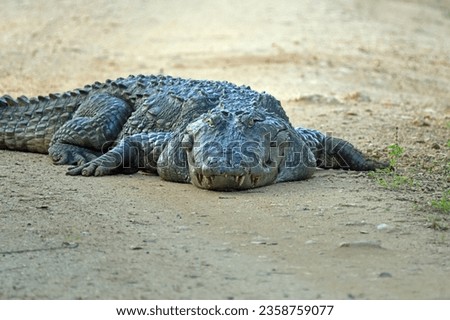 A large crocodile lies on a dirt road, its eyes closed and its mouth slightly open. It appears to be sunbathing or taking a nap.