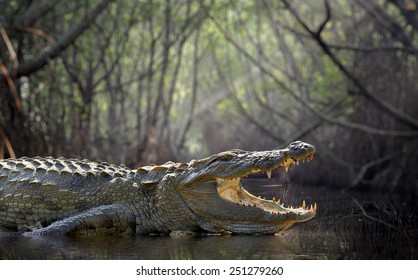 Large crocodile, National Park, Sri Lanka