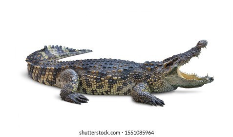Large Crocodile open mouth isolated on white background. Clipping path.