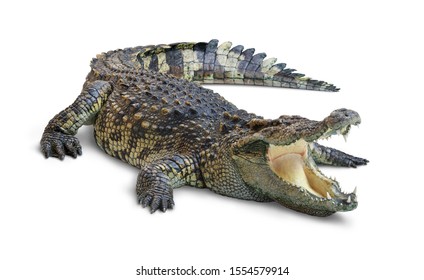 Большой крокодил с открытым ртом, изолированный на белом фоне. Контур обрезки.