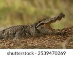 A large crocodile is perched on the ground with its mouth open, ready to take on its next meal