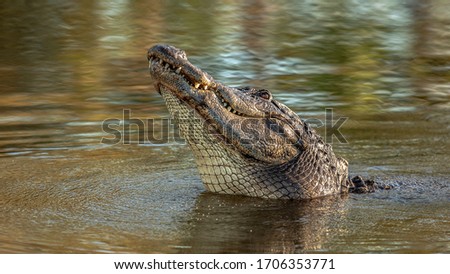 Large crocodile with sharp teeth in the water on the river.
