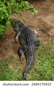 A large crocodile is sleeping