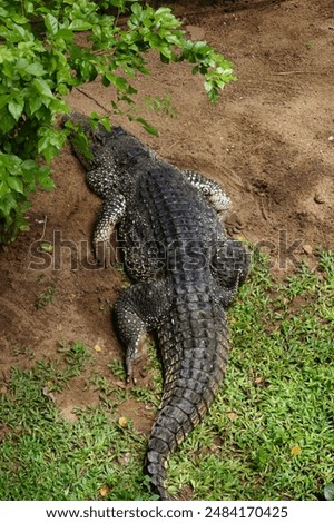 A large crocodile is sleeping