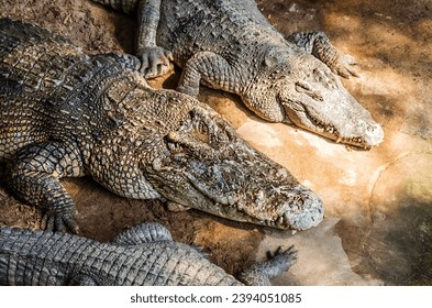 Large Crocodiles near water. Big Crocodiles resting.  - Shutterstock ID 2394051085