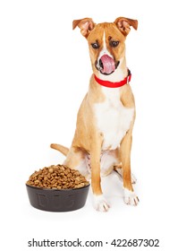 Large Crossbreed Dog Sitting Looking Down At Large Heaping Bowl Of Dry Kibble Food