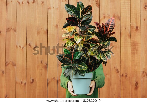 a large\
Croton plant in the hands of a man. Natural wood background,\
concept of beautiful indoor plants as a\
gift.