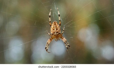 Large Cruciform Brown Spider On A Web