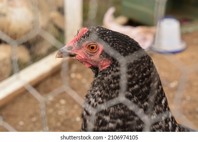 Large Cuckoo Maran Chicken Behind Coop Wire