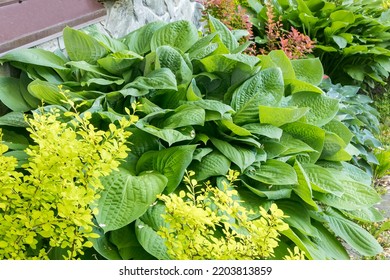 A Large Cultivated Bush Of Decorative Hosta Along The Wall Of A Country House.