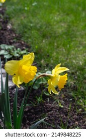 Large Cupped Daffodil. Lemon yellow daffodils  grow in the garden. The cheerful, nodding heads of daffodils are the true harbingers of spring. Selective focus on flower - Shutterstock ID 2149848225