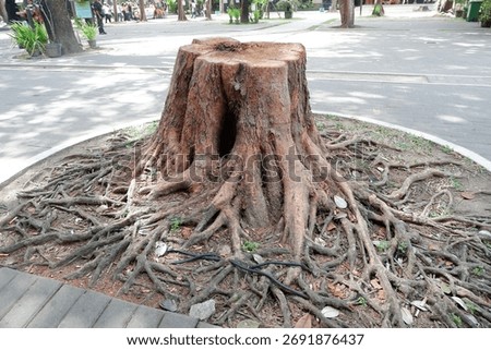 Large Cut Tree Stump with Widespread Exposed Roots in Urban Park