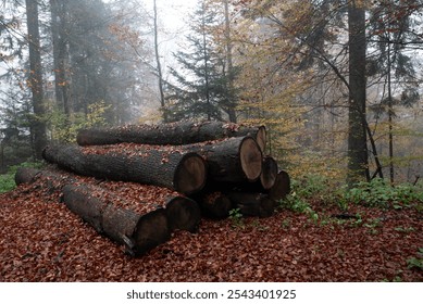 Large cut tree trunks lying on a thick carpet of fallen leaves in a mysterious foggy forest during the autumn season. Slovenia forest - Powered by Shutterstock