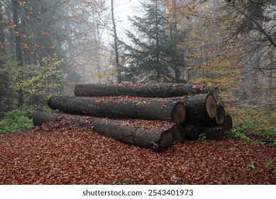 Large cut tree trunks lying on a thick carpet of fallen leaves in a mysterious foggy forest during the autumn season. Slovenia forest - Powered by Shutterstock